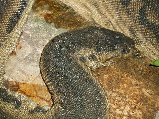 Acrochordus javanicus (Java-Warzenschlange)
