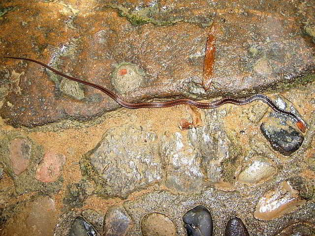 Sibynopis melanocephalus (Malaiiische- oder Schwarzkopf-Vielzahnnatter)