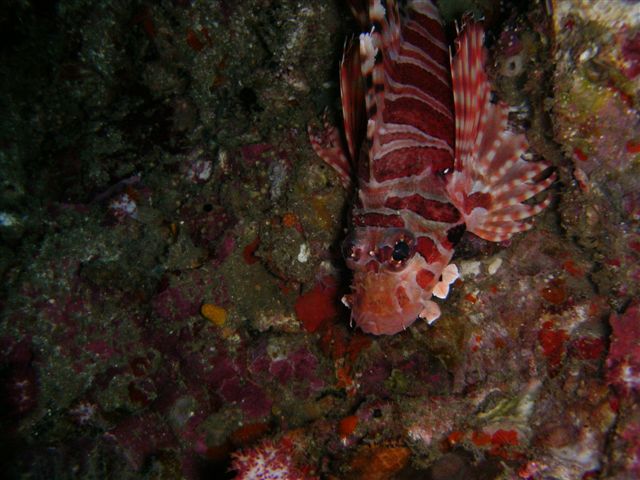 Rotfeuerfisch, Pterois volitans