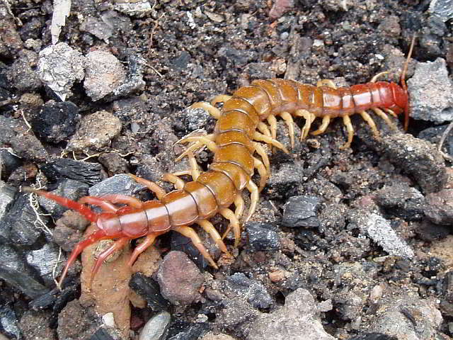 Giant Desert centipede (Scolopendra heros)
