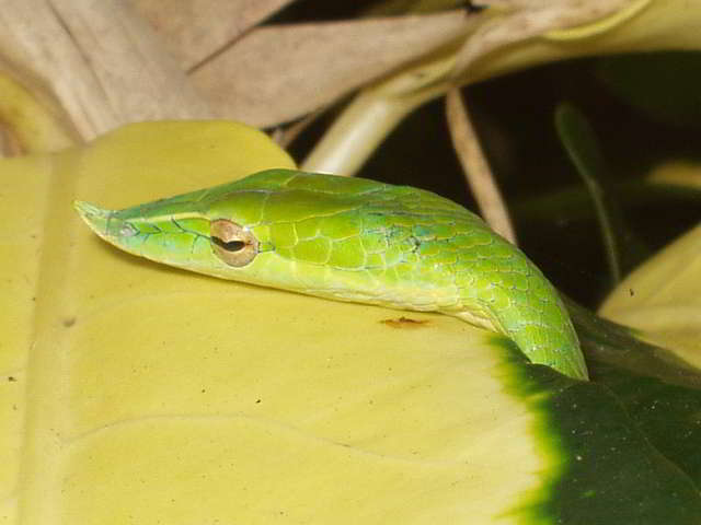 Schlangen Thailands - Ahaetulla (Baumschnüffler)