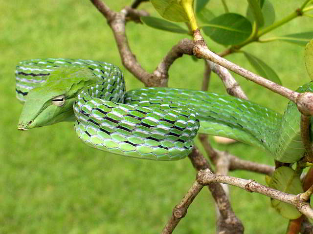 Ahaetulla prasina (Grüner Baumschnüffler)