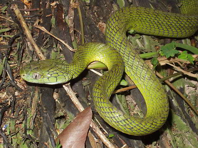 Boiga cyanea (Grüne Katzen(augen)natter)