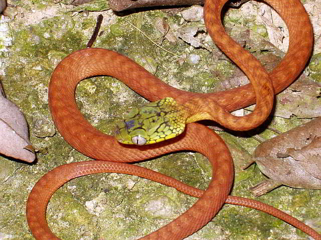 Boiga cyanea (Grüne Katzen(augen)natter)