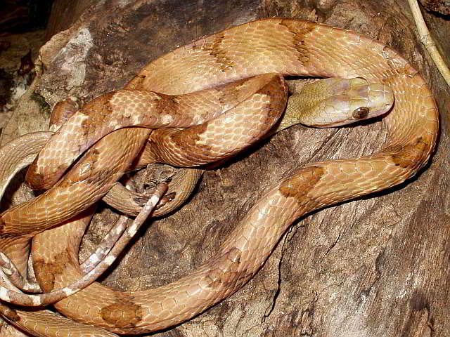 Boiga cynodon (Hundszahn-Katzennatter)