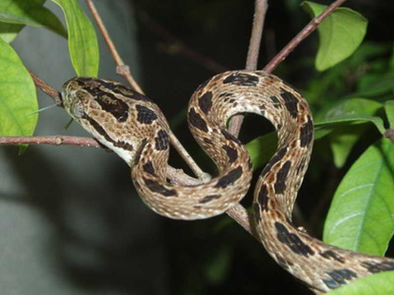 Boiga multomaculata (Gefleckte Katzennatter)