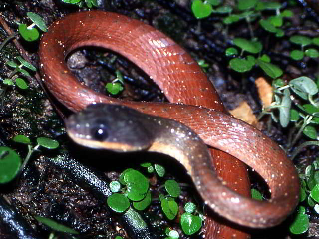 Boiga nigriceps (Rote Katzennatter)