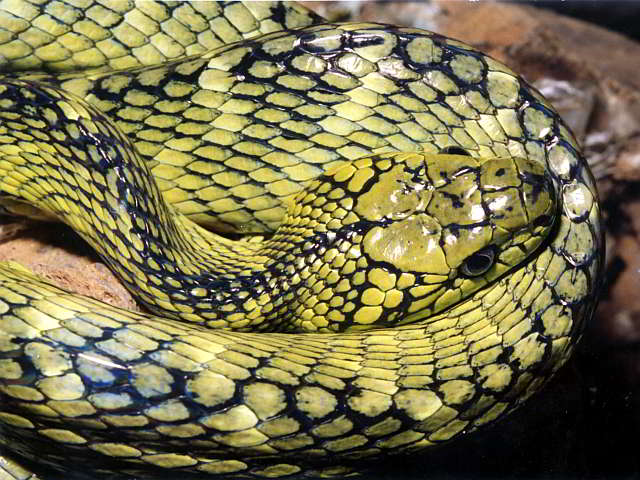 Boiga saengsomi (Gebänderte Katzennatter)