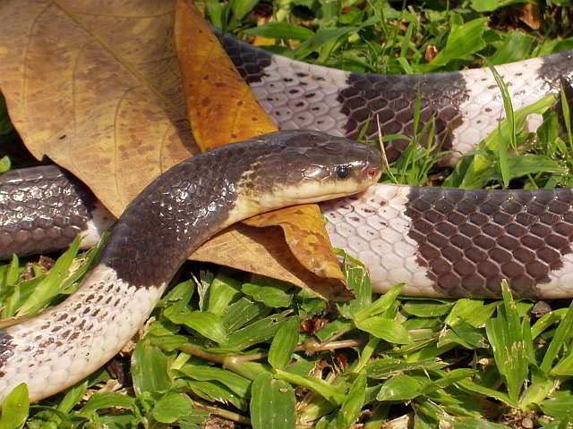 Bungarus candidus (Blauer Krait)