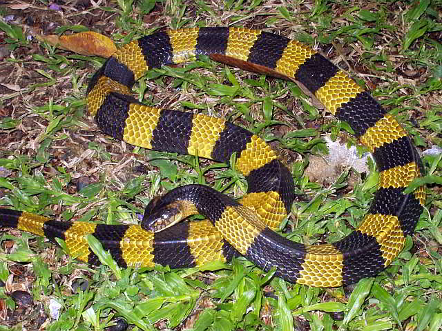 Bungarus fasciatus (Gelbgebänderter Krait)