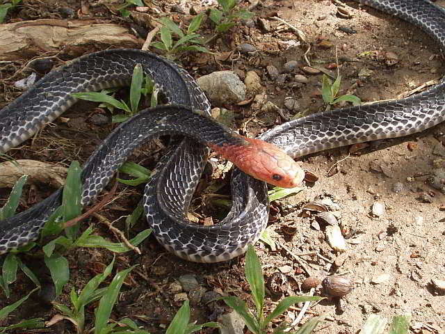 Bungarus flaviceps (Rotkopf Krait)