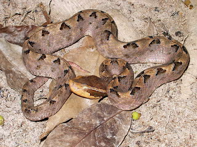 Calloselasma rhodostoma (Malaysische-Mokassin-Grubenotter)