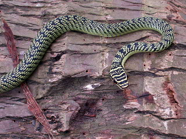 Chrysopelea ornata ornatissima (Grüne Schmuckbaumnatter)