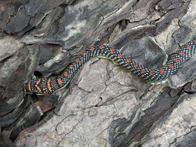 Chrysopelea paradisii (Paradies-Schmuckbaumnatter)