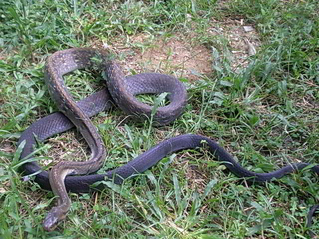 Coelognathus flavolineatus (Schwarzschwanz-Kletternatter oder Gelbstreifen-Kletternatter)