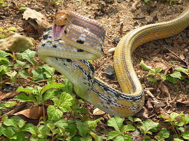 Coelognatus radiatus (Strahlennatter)