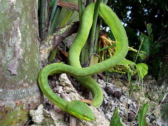 [Trimeresurus] Cryptelytrops albolabris