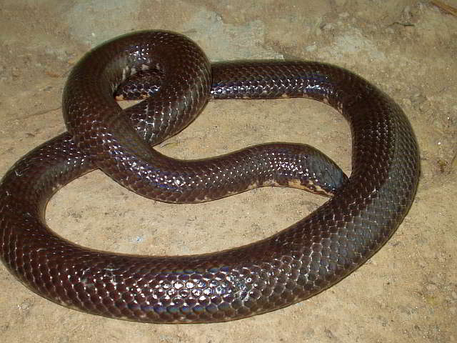 Cylindrophis ruffus ruffus (Rotschwanz-Walzenschlange)