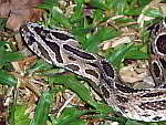 Daboia Kettenviper