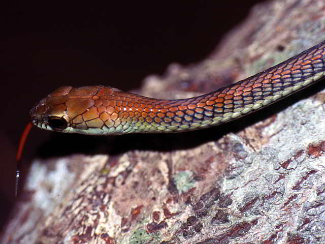 Dendrelaphis cyanochloris (Blaue Bronzenatter)