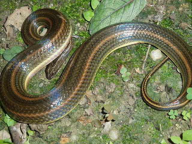 Змей часть 1. Водяная змея Шнайдера. Домашний серпентарий. Серпентарий женский коллектив. Водяная змея средний размер.