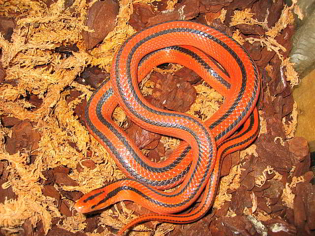 Oreocrypthophis porphyraceus coxi (Thailändische Rote Bambusnatter)