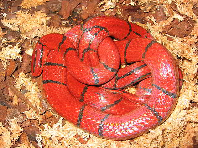 Acrochordus javanicus (Java-Warzenschlange)