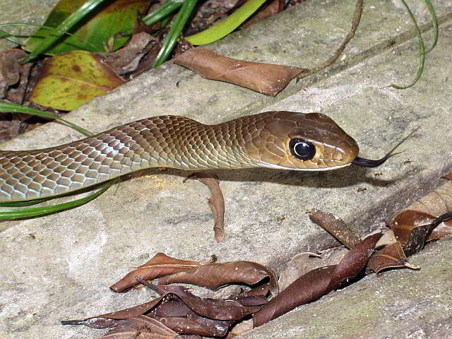 Haufig In Thailand Vorkommende Schlangen