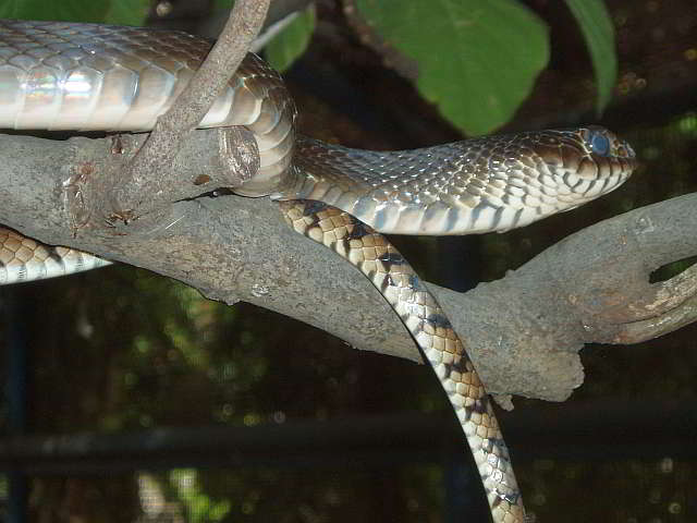 Ptyas mucosa (Gebänderte Rattennatter)