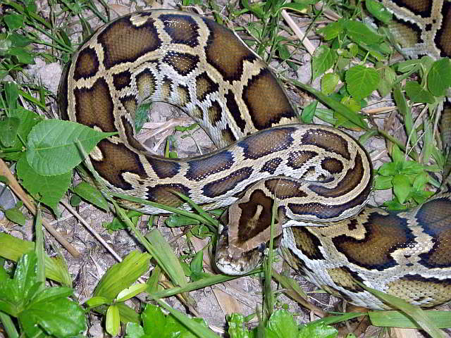 Python bivittatus (Dunkler Tiger Python)