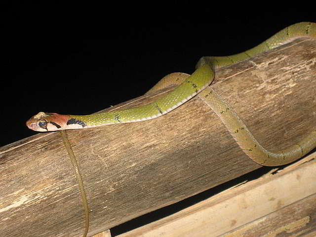 Rhabdophis nigrocinctus (Schwarzgebänderte Wassernatter) Rhabdophis nigrocinctus (Schwarzgebänderte Wassernatter)
