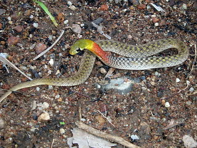 Rhabdophis subminiatus (Rothals Wassernatter) Rhabdophis subminiatus (Rothals Wassernatter)