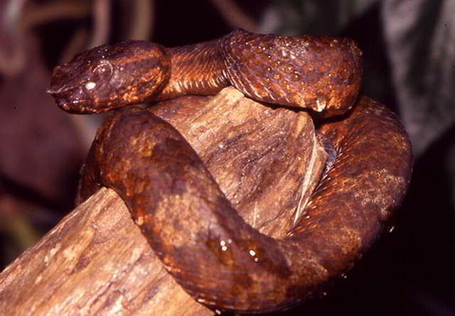 Trimeresurus (Craspedocephalus) wiroti (Wirot’s Bambusotter)