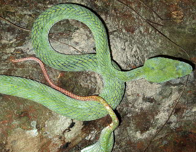 Trimeresurus (Parias) hageni (Hagen's Bambusotter)