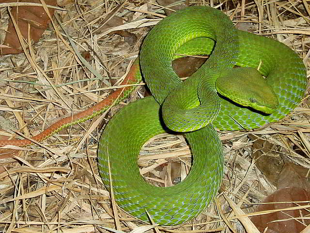 Trimeresurus (Popeia) fucatus