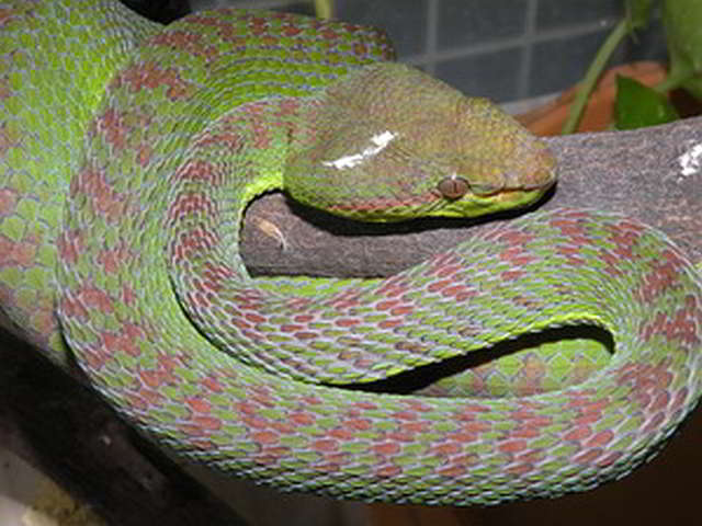 Trimeresurus (Popeia) phuketensis (Phuket-Bambusotter)