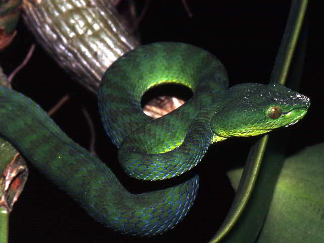 Trimeresurus (Popeia) popeiorum popeiorum (Pope’s Bambusotter)