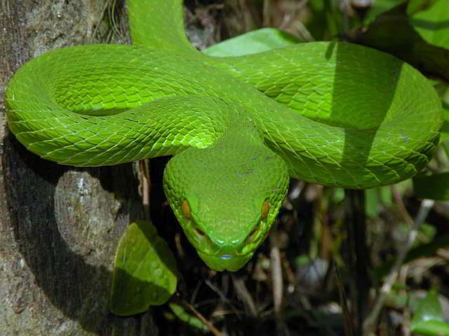 Trimeresurus (Trimeresurus) albolabris (Weißlippen Bambusotter)