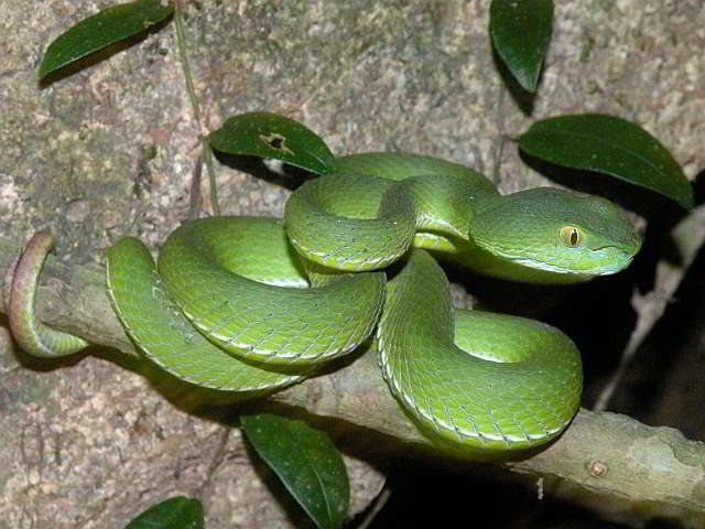 Trimeresurus (Trimeresurus) cardamomensis (Cardamom-Bambusotter)