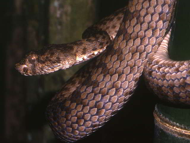 Trimeresurus (Trimeresurus) kanburiensis (Kanchanaburi Bambusotter)