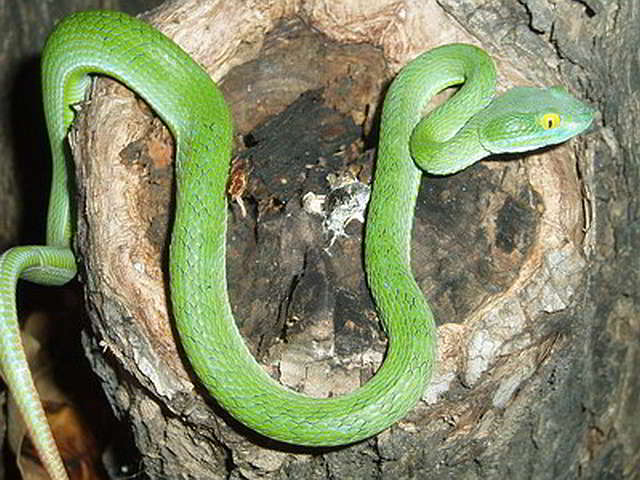 Trimeresurus (Trimeresurus) macrops (Großaugen Bambusotter)