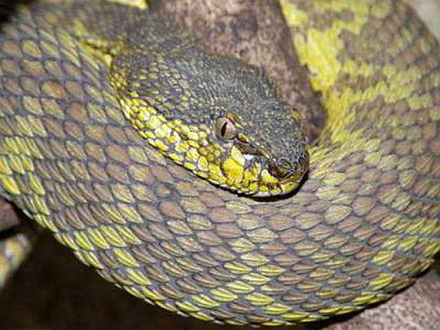 Trimeresurus (Trimeresurus) purpureomaculatus (Mangrovenotter)