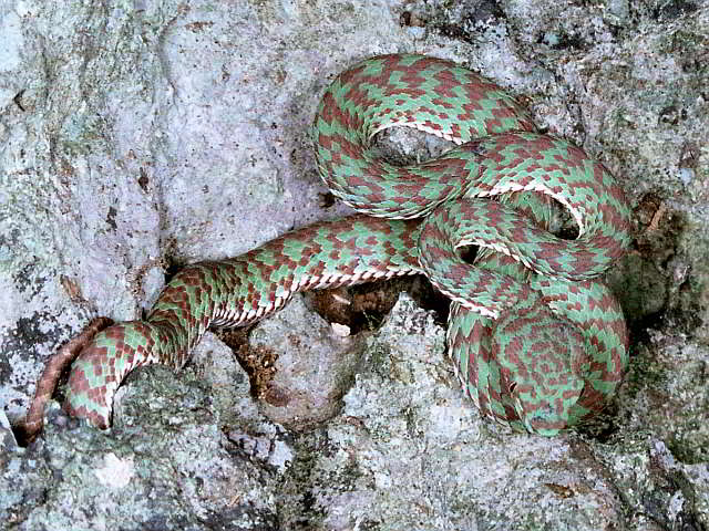 Trimeresurus (Trimeresurus) venustus (Bunte Bambusotter)