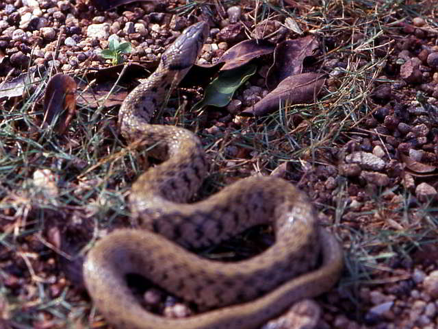 Xenochrophis flavipunctatus (Gelbflecken-Fischnatter) Xenochrophis flavipunctatus (Gelbflecken-Fischnatter)