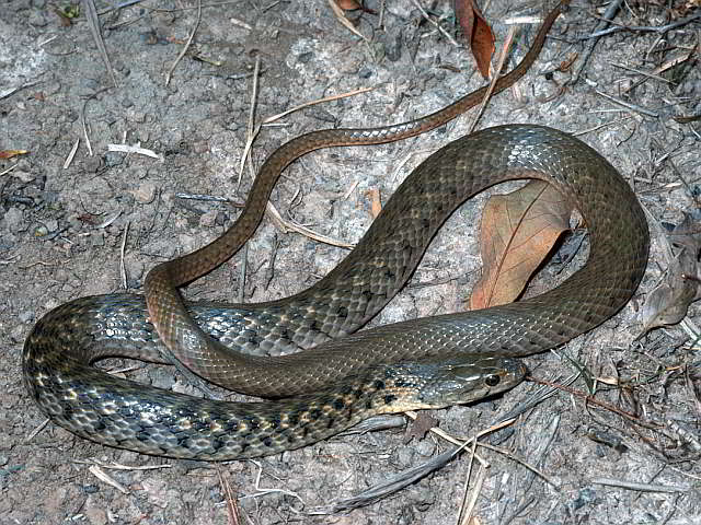 Xenochrophis piscator (Gewöhnliche Fischnatter)